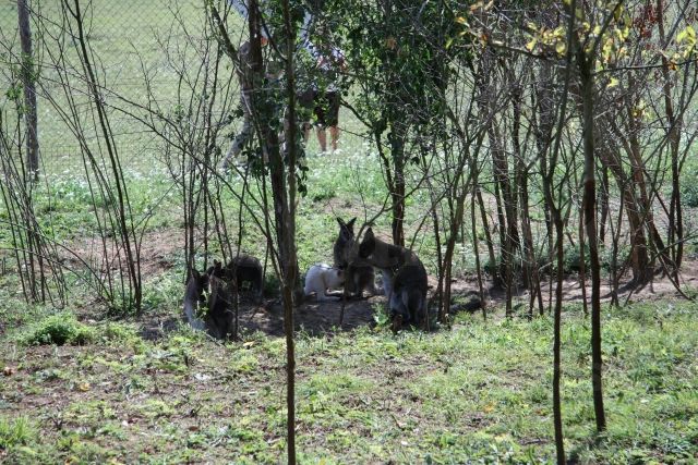 Austrálske klokany - na Slovensku v Modrovej pri Piešťanoch