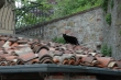 Mačka na streche - ...a pod strechou kliešte